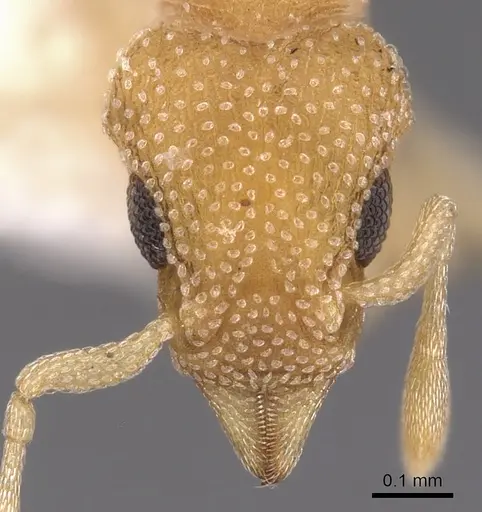 Colobostruma cerornata specimen