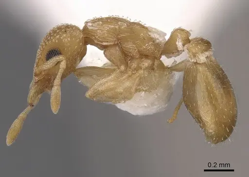 Colobostruma cerornata specimen