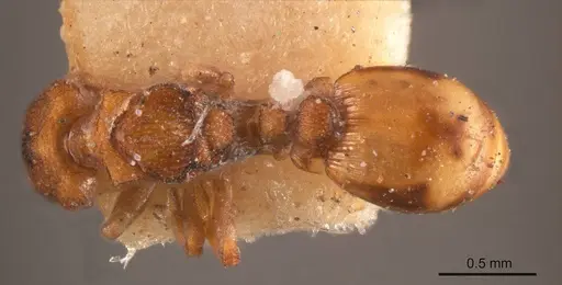 Colobostruma elliotti specimen