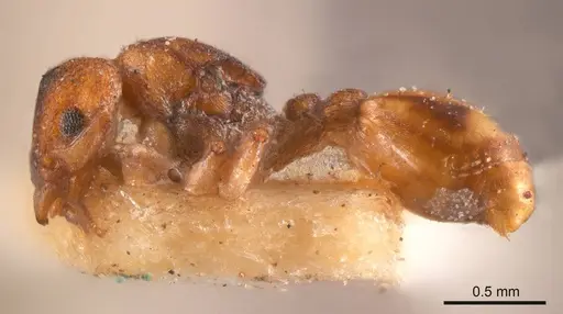 Colobostruma elliotti specimen