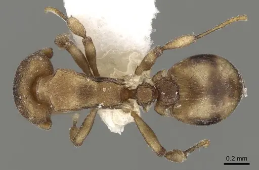 Colobostruma elliotti - CASENT0280687