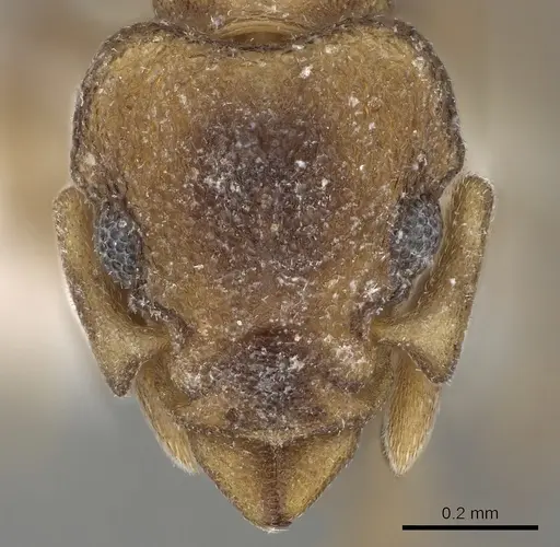 Colobostruma elliotti - CASENT0280687