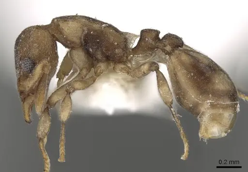 Colobostruma elliotti - CASENT0280687