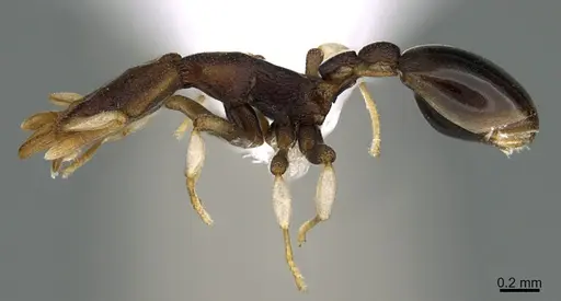 Colobostruma foliacea specimen