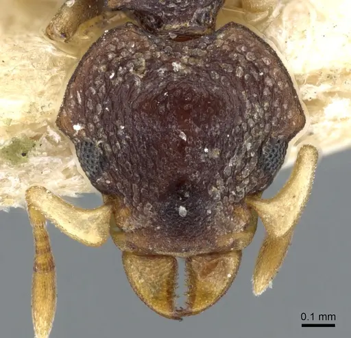 Colobostruma foliacea - CASENT0904964