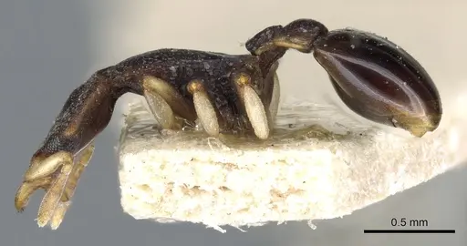 Colobostruma foliacea - CASENT0904964