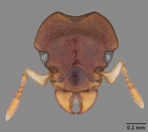 Colobostruma foliacea - PSW10121-13