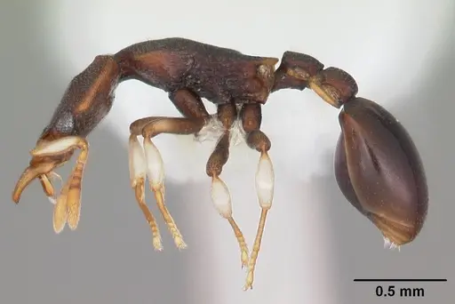 Colobostruma foliacea - PSW10121-13