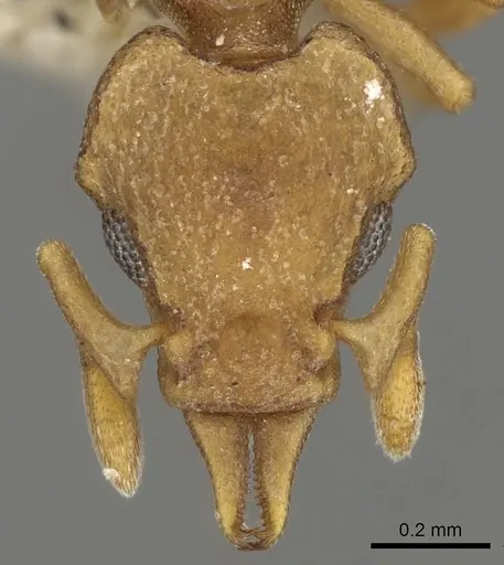 Colobostruma froggatti specimen