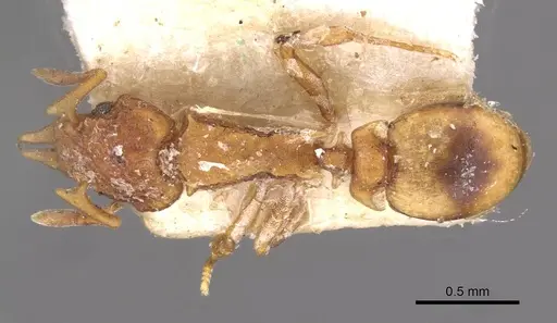Colobostruma froggatti - CASENT0909352