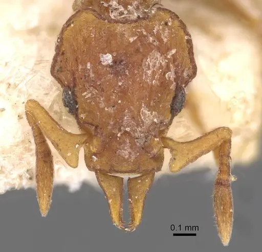 Colobostruma froggatti - CASENT0909352