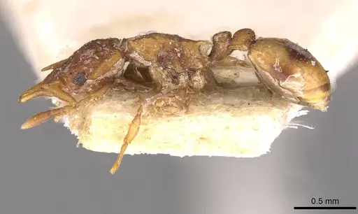 Colobostruma froggatti - CASENT0909352