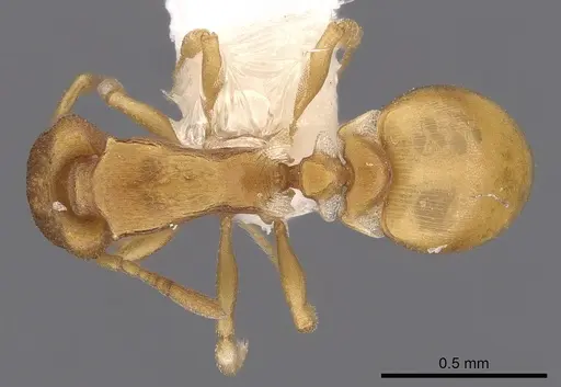 Colobostruma lacuna specimen