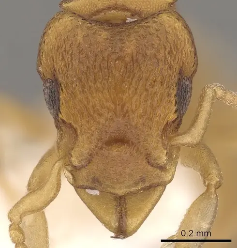 Colobostruma lacuna specimen