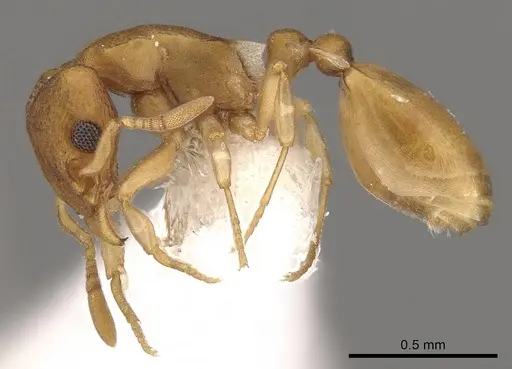 Colobostruma lacuna specimen
