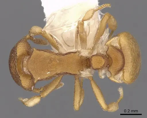 Colobostruma mellea specimen