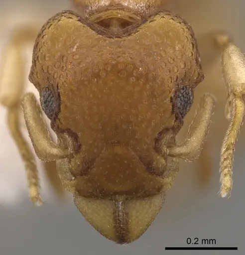 Colobostruma mellea specimen