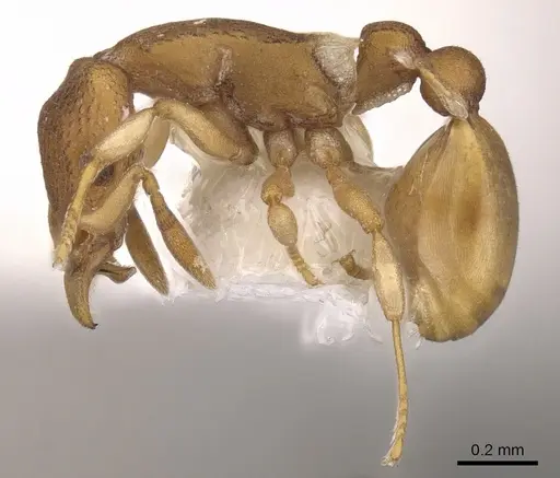 Colobostruma mellea specimen