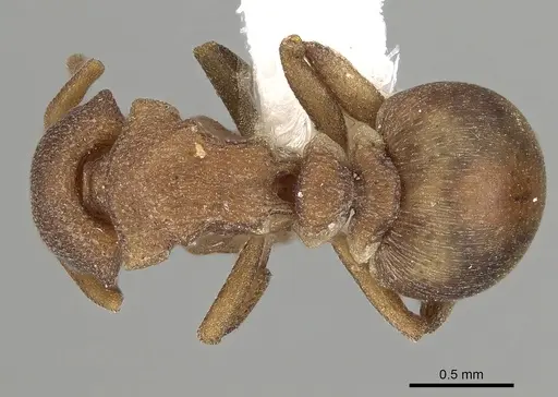 Colobostruma nancyae specimen