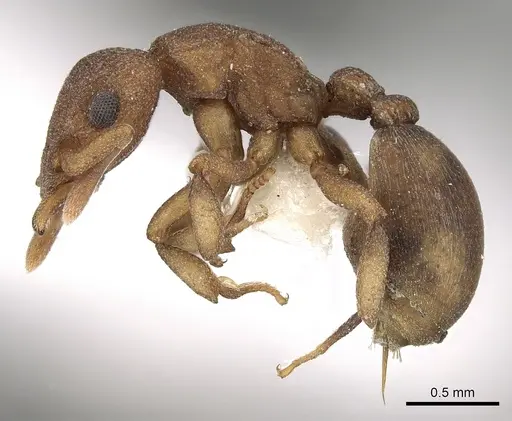 Colobostruma nancyae specimen