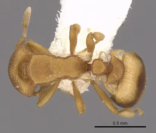 Colobostruma sisypha specimen