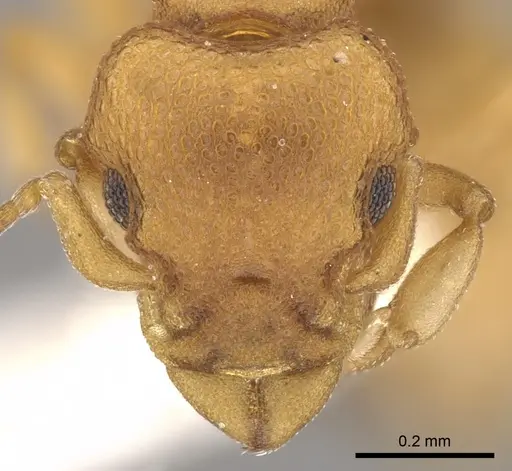 Colobostruma sisypha specimen