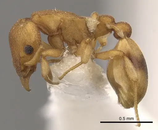 Colobostruma sisypha specimen