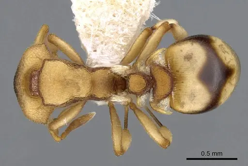 Colobostruma sisypha - CASENT0914664