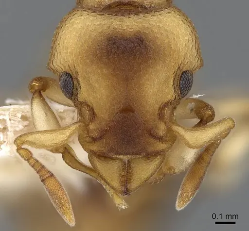 Colobostruma sisypha - CASENT0914664