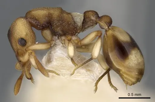 Colobostruma sisypha - CASENT0914664