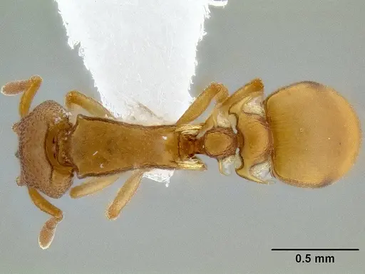 Colobostruma unicorna specimen