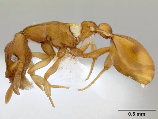 Colobostruma unicorna specimen