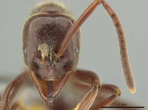 Corrieopone nouragues specimen
