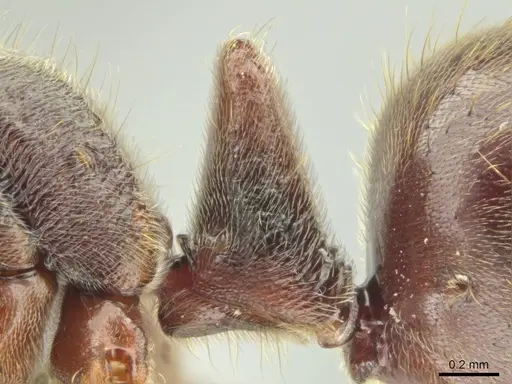 Corrieopone nouragues - CASENT0645962