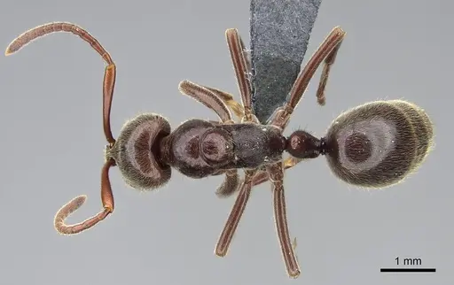 Corrieopone nouragues - CASENT0830464