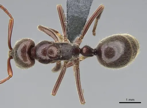 Corrieopone nouragues - CASENT0830464