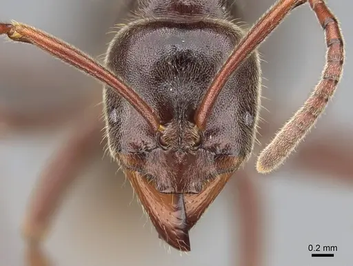 Corrieopone nouragues - CASENT0830464