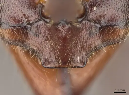 Corrieopone nouragues - CASENT0830464