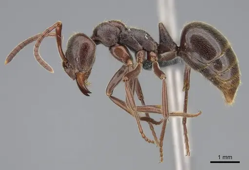 Corrieopone nouragues - CASENT0830464