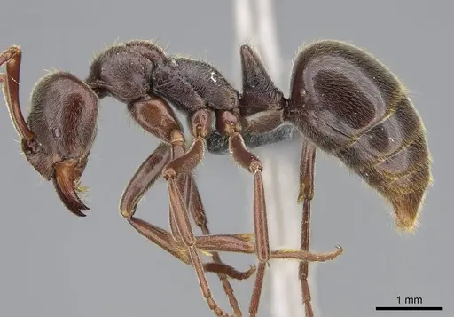 Corrieopone nouragues - CASENT0830464