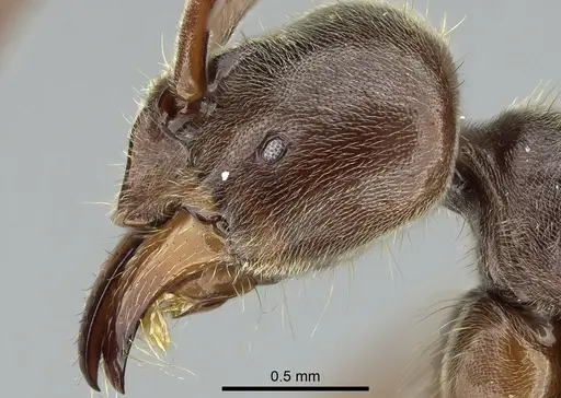 Corrieopone nouragues - CASENT0830465