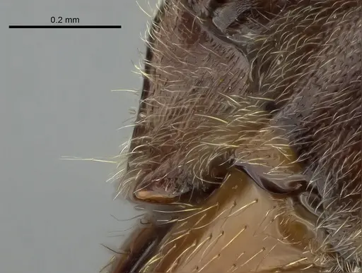 Corrieopone nouragues - CASENT0830465