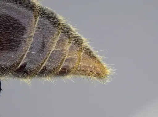 Corrieopone nouragues - CASENT0830465