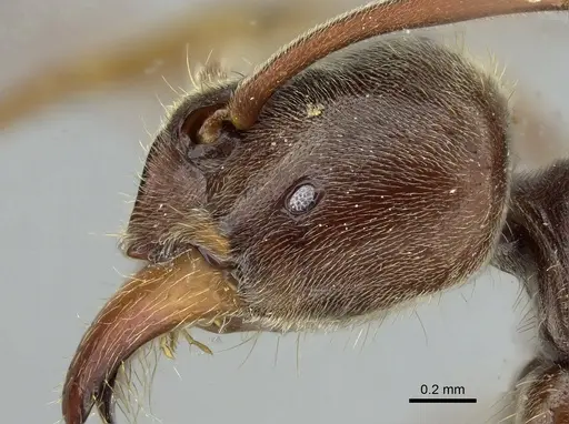 Corrieopone nouragues - CASENT0872028