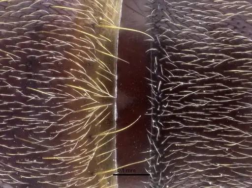 Corrieopone nouragues - CASENT0872029