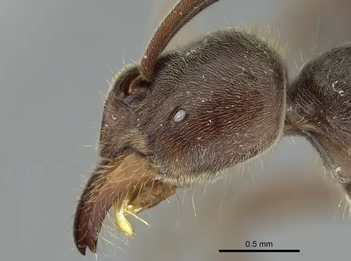 Corrieopone nouragues - CASENT0872029