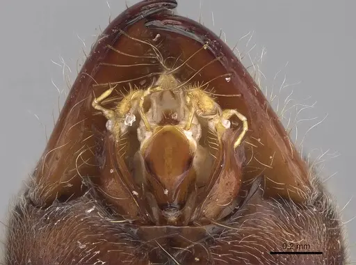 Corrieopone nouragues - CASENT0872029