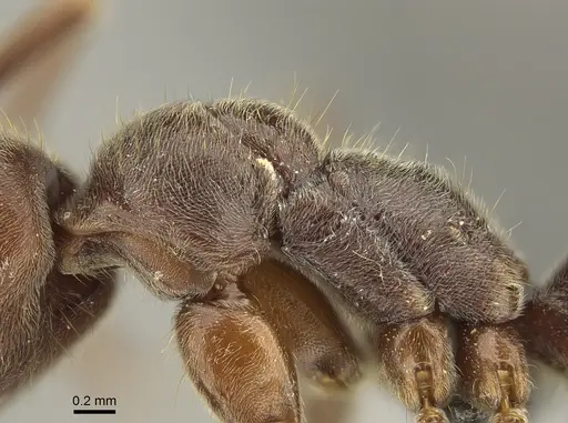 Corrieopone nouragues - CASENT0872029