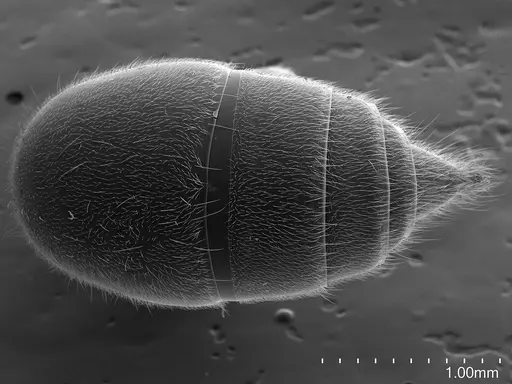 Corrieopone nouragues - CASENT0872031