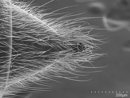 Corrieopone nouragues - CASENT0872031